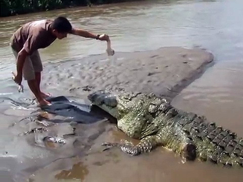 Costa Rica's Oldest and Largest Crocodile