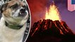 Missing dogs rescued after being stuck between fence and lava flow