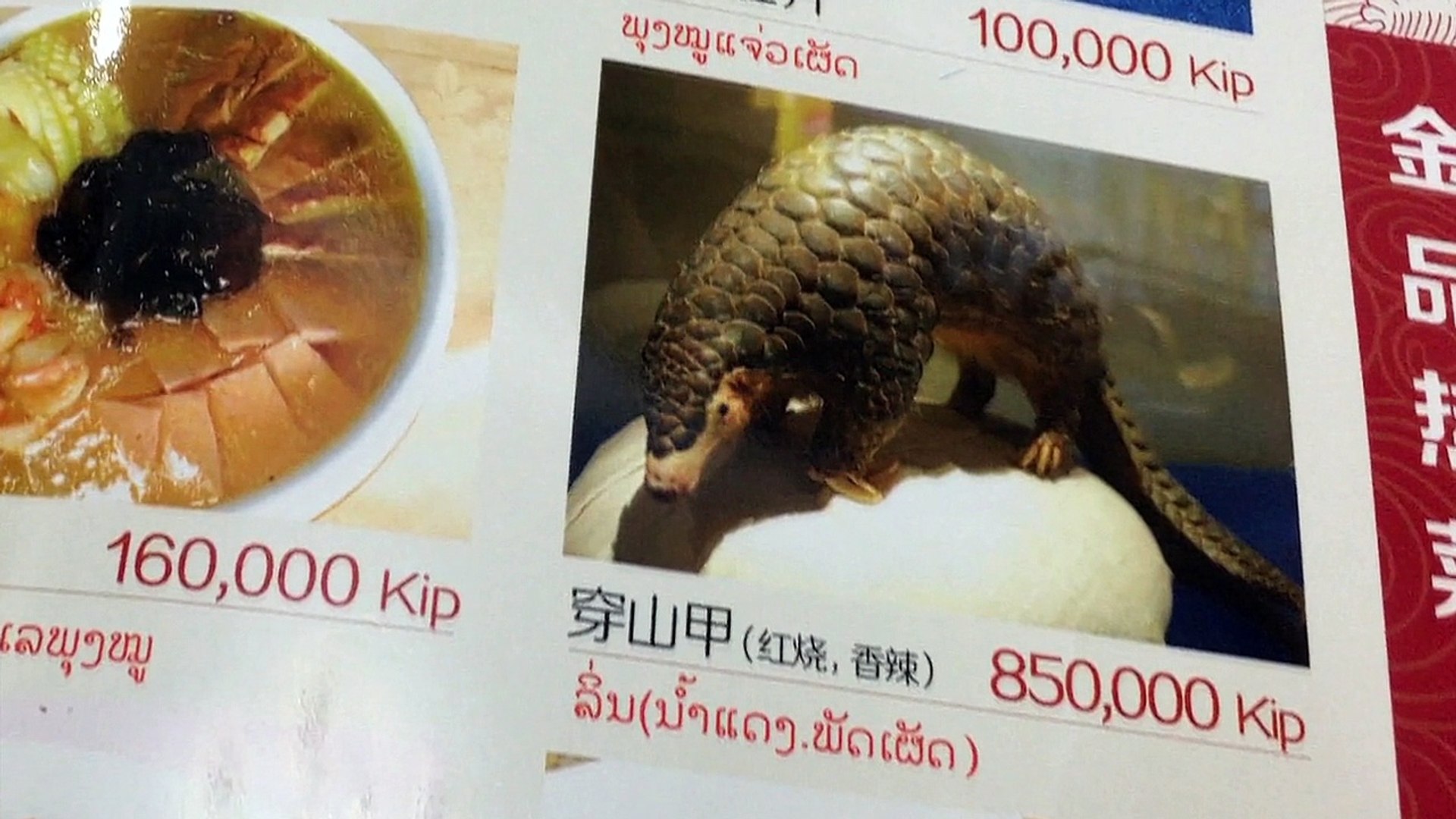 Pangolins: The World's Most Wanted Animal - video Dailymotion