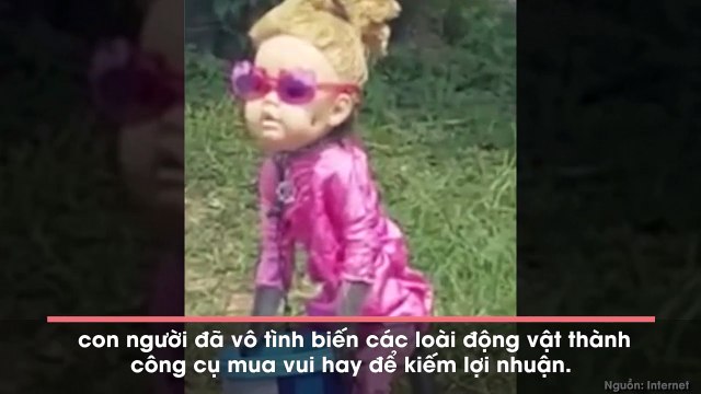 Hình ảnh búp bê tóc vàng đứng giữa đường khiến ai cũng bất ngờ rồi phẫn nộ khi biết sự thật