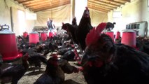 Terörden kaçtığı köyüne dönerek tavuk çiftliği kurdu - MUŞ
