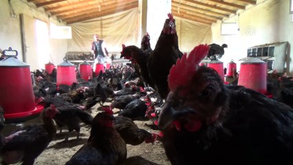 Terörden kaçtığı köyüne dönerek tavuk çiftliği kurdu - MUŞ