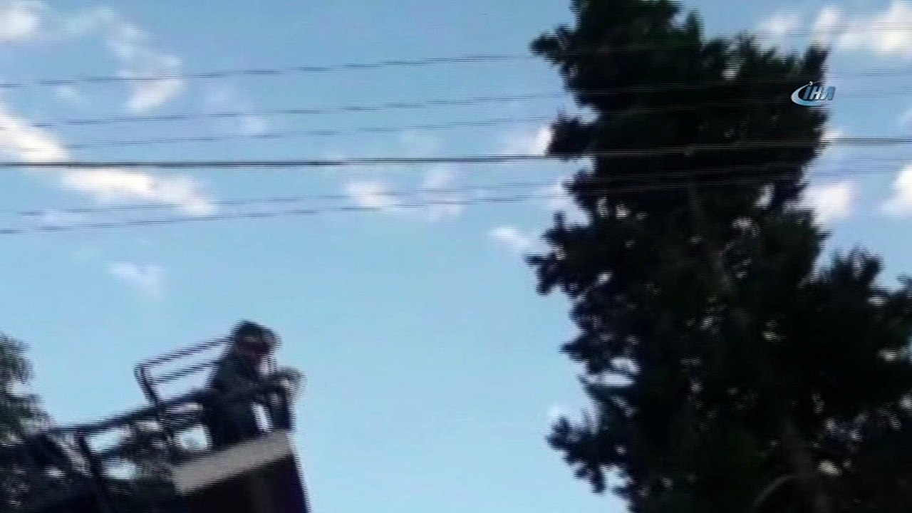 3 gündür ağaçta mahsur kalan kedi itfaiyeyi görünce atlayıp kaçtı