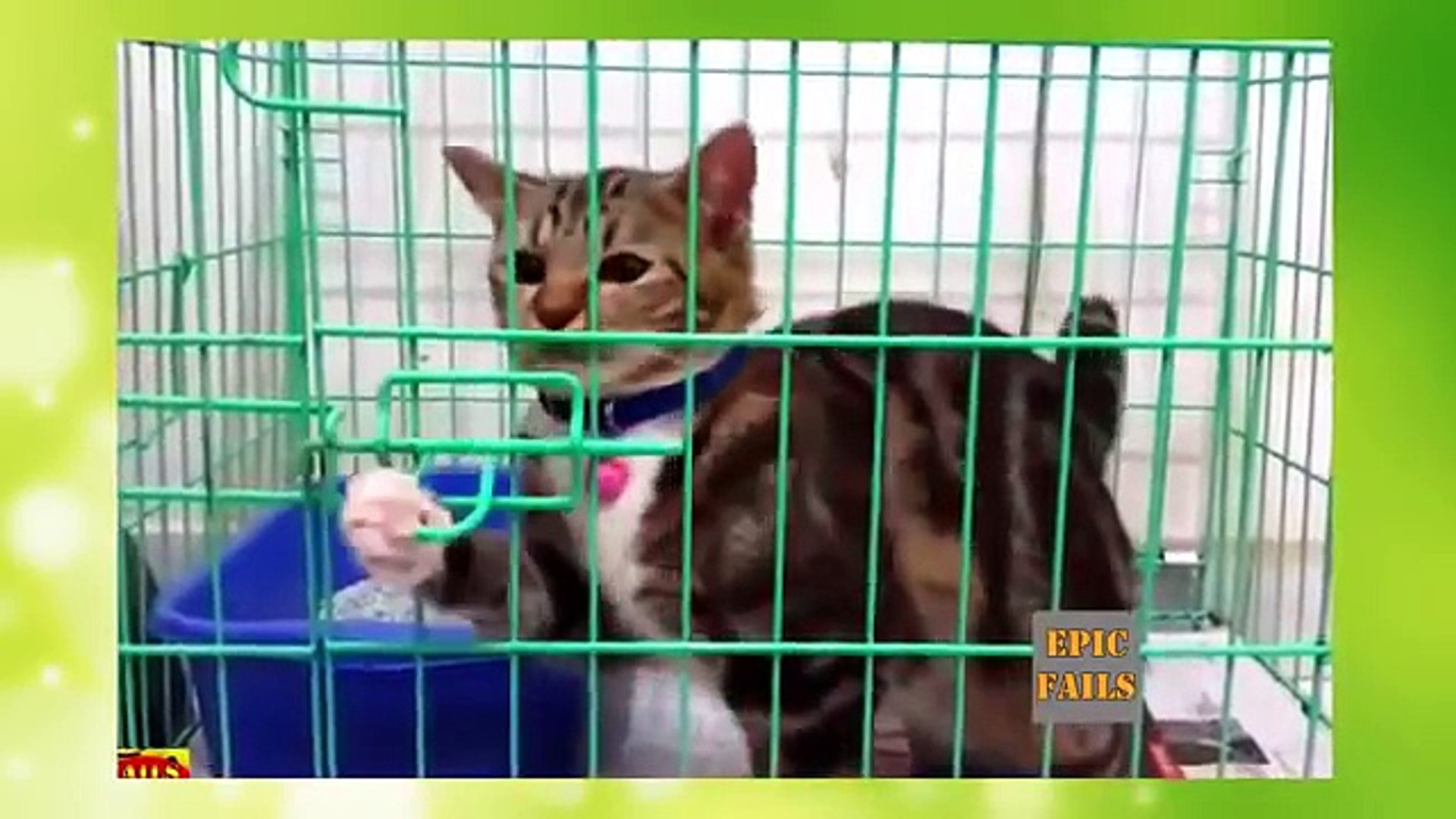 Komik Kedi Videolari Gulmekten Aglayacaksiniz Dailymotion Video