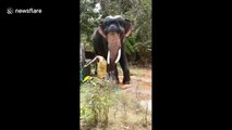 Elephant puts running hose pipe in mouth to beat sizzling Indian summer