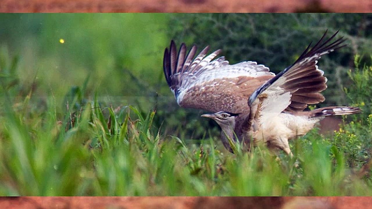 Uae Conservation