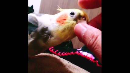 Funny Parrots and Cute Birds Weekly Compilation #1 - Cute Pet Club 