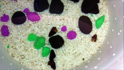 Baby rabbit snails| Tylomelania