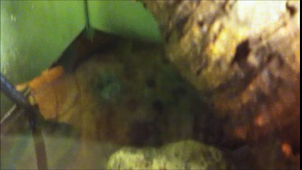 Feeding mossy frog| Theloderma corticale