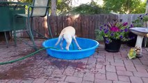 Cute Pets  Cute Dogs Doing Funny Things (Part 2) [Funny Pets]