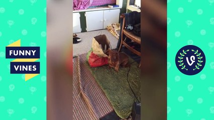 Funniest Guilty Pet Videos Weekly Compilation 2018 | Funny Pet Videos