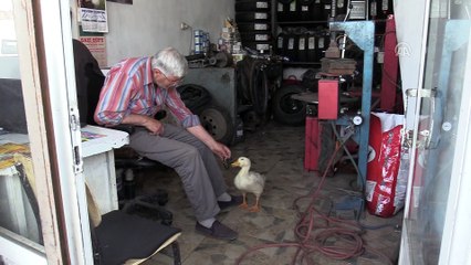 Ördeğiyle dostluğu görenleri şaşırtıyor - ZONGULDAK