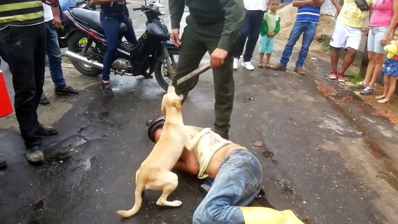 Cachorro protege dono caído no meio da rua e chama a atenção da população