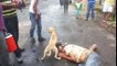 Un chien protège son maître ivre-mort qui dort au milieu de la rue