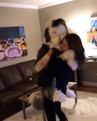 Cel mai mare catel de apartament