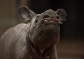 Tiny Rhino Calf Takes First Steps at UK Zoo