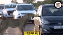 क्या शेर कार के अंदर घुसेगा? इस वीडियो को देखकर कभी अपनी कार का दरवाज़ा खुला नहीं रखोगे !