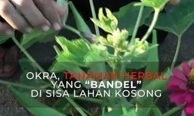 Okra, Tanaman Herbal yang "Bandel" di Sisa Lahan Kosong