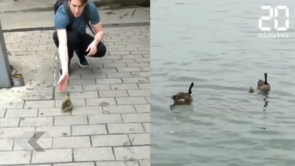 Ils aident cet oiseau à retrouver sa famille - Le Rewind du Jeudi 17 Mai 2018