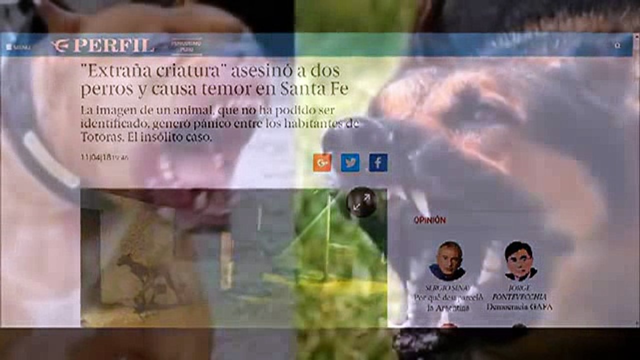 Είναι αυτό το θρυλικό Ελ Τσουπακάμπρα;Νέο  βίντ...