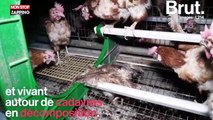 L214 dévoile de nouvelles images choc d’un élevage de poules dans la Manche (Vidéo)