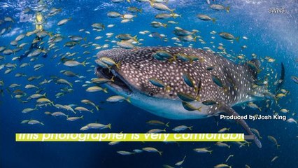 This Photographer Gets VERY Close To The Mouth Of The World’s Largest Shark