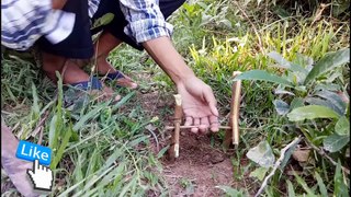 NEw Original Trap Snake Catch snake in Hole By Yinn Cambodia catch crocodile and snake