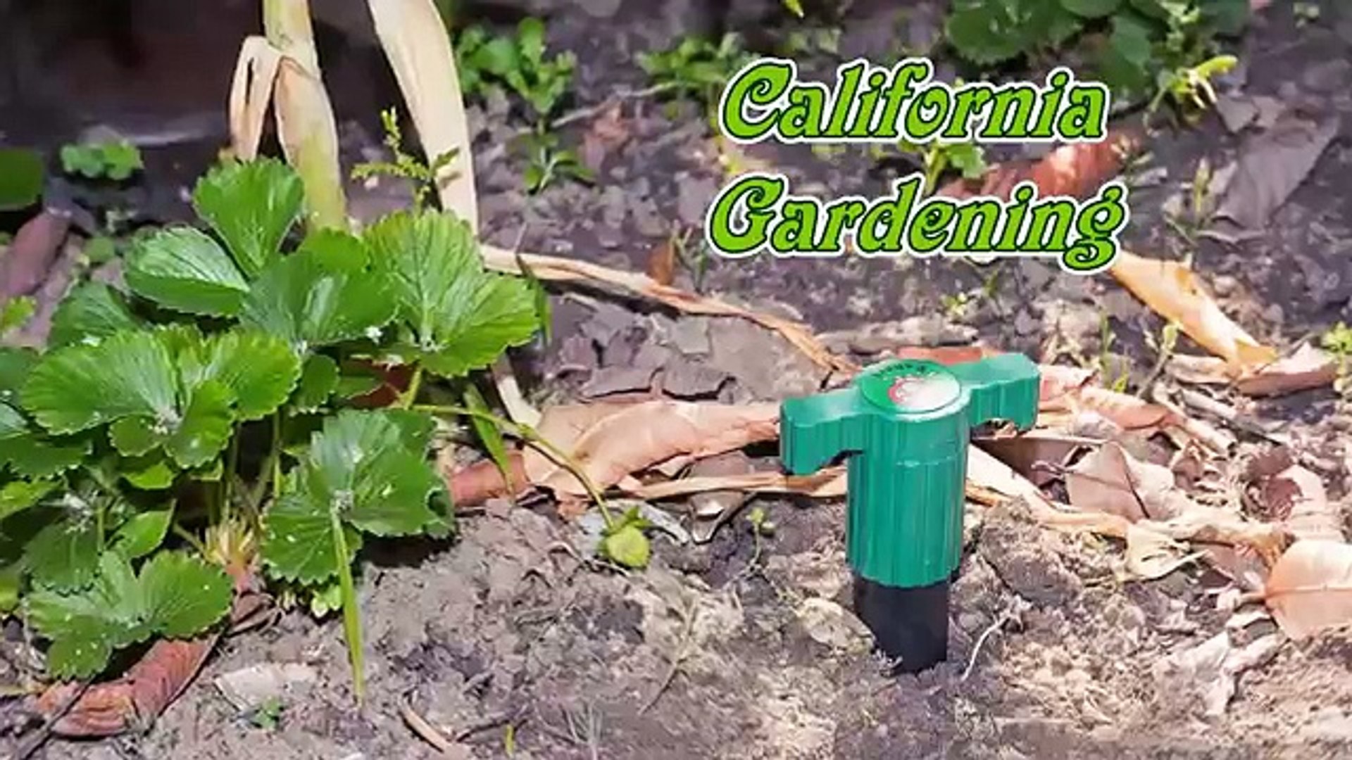 ⁣How to keep Chipmunks, Squirrels, Mice, Moles & Gopher away