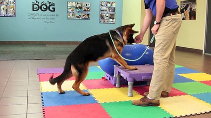 Welcome to Union Lake Pet Services