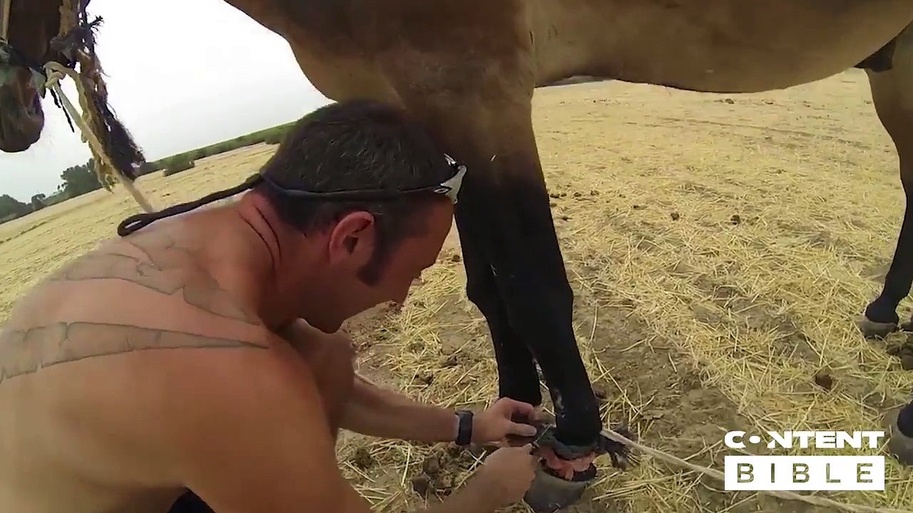 Ils sauvent des chevaux enchaînés dans un champ de blé !