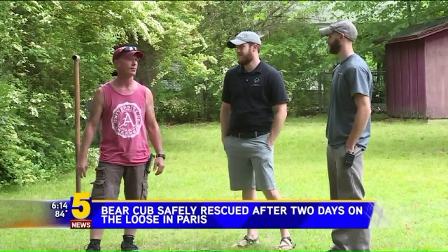Bear Cub Safely Rescued After Spending 2 Days in Tree