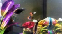 Aquarium Fish Clips| black emperor tetra
