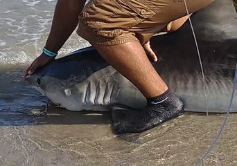 Fisherman Gets up Close and Personal to Free Seven-Foot Shark