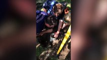 Firefighters Rescue A Puppy Trapped In A Pipe