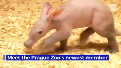 Prague Zoo Shares First Footage of Newborn Aardvark