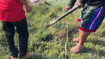 Human And Children dig​ Sockets​ catch vicious​ Cobra snake at siemreap