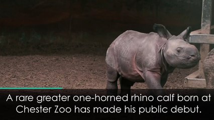 Rare greater one-horned rhino calf makes public debut