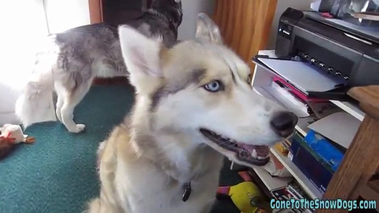 UPSIDE DOWN HUSKY DAT FACE