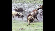 wild dogs attack  hyenas - Wild Dog vs Hyena Real Fight to Death - Most Amazing Wild Animal Attack Video