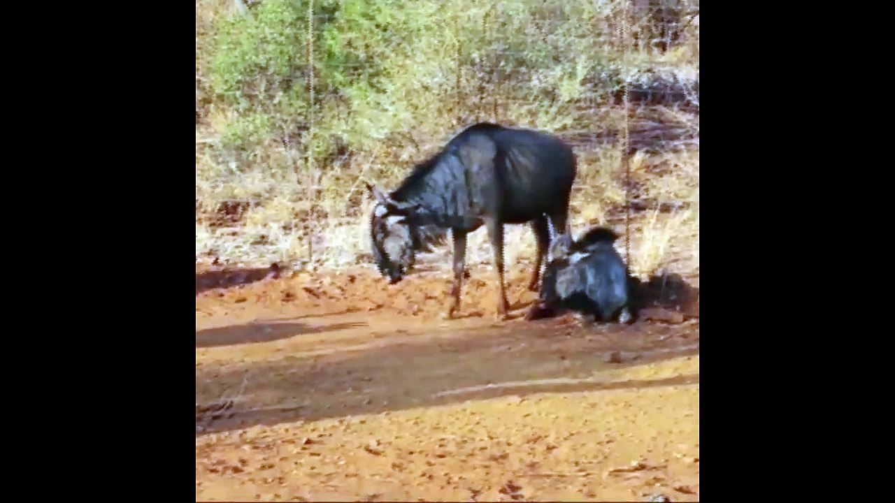 Wild Dog vs Warthog - Wild Dogs Attack and kill Wildebeest - Most Amazing Wild Animal Attack Videos
