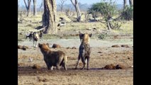wild dog vs hyena real fight to death  | 10 Wild Dog Attack and Kills Two hyena  - Most Amazing Wild Animal  ATTACK video 2018