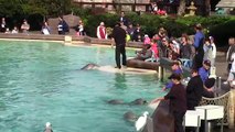 Dolphin Point Playtime at SeaWorld San Diego 1-11-16