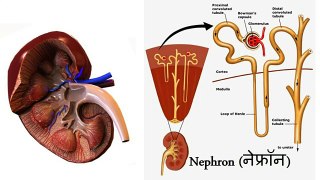 Biology (हिंदी) - How Nephrons in Kidney Works & How Urine is produced