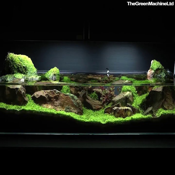 Timelapse incroyable de la création d'un aquarium magnifique