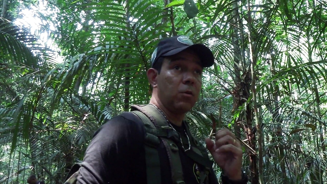 Não se perdendo na selva