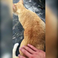 Dès qu'on lui fait des caresses, ce chat se met à chanter