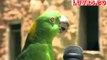 Most Amazing Parrot Singing Video, Funny Parrot talking Show
