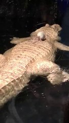 Un rat contre un crocodile... Bien décidé à ne pas se faire manger