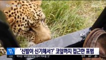 [별별영상] '신발이 신기해서?' 코앞까지 접근한 표범