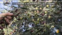 Come l'Unione Europea sta distruggendo l'olio di oliva italiano con olio vecchio estero